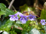 FZ004256 Blauw sporig bosviooltje Purple flowers on bank.jpg